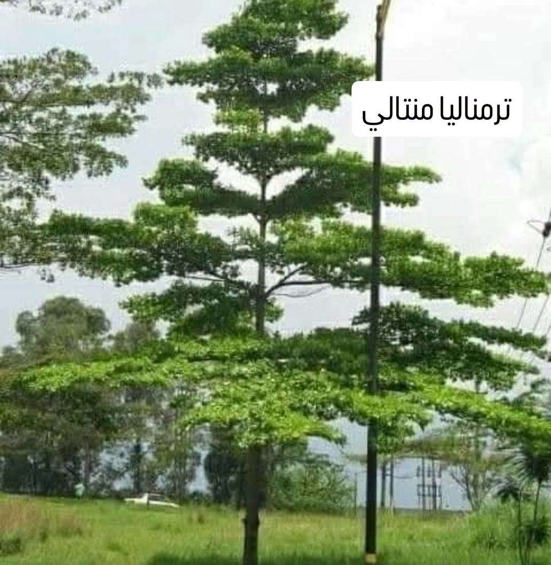 أشجار مميزة • بابل شارع 80 • توصيل جميع المحافظات