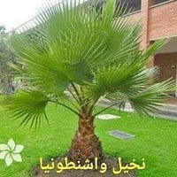 بذور واشنطونيا • نادرة • توصيل السماوه