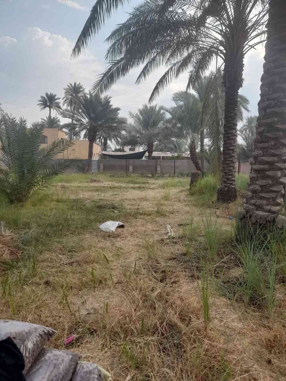 بستان • ٢٩٠٠م • طابو زراعي