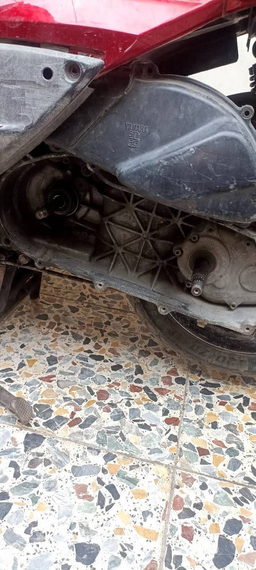 سكنس فحل • نوزل ياباني • رياضي