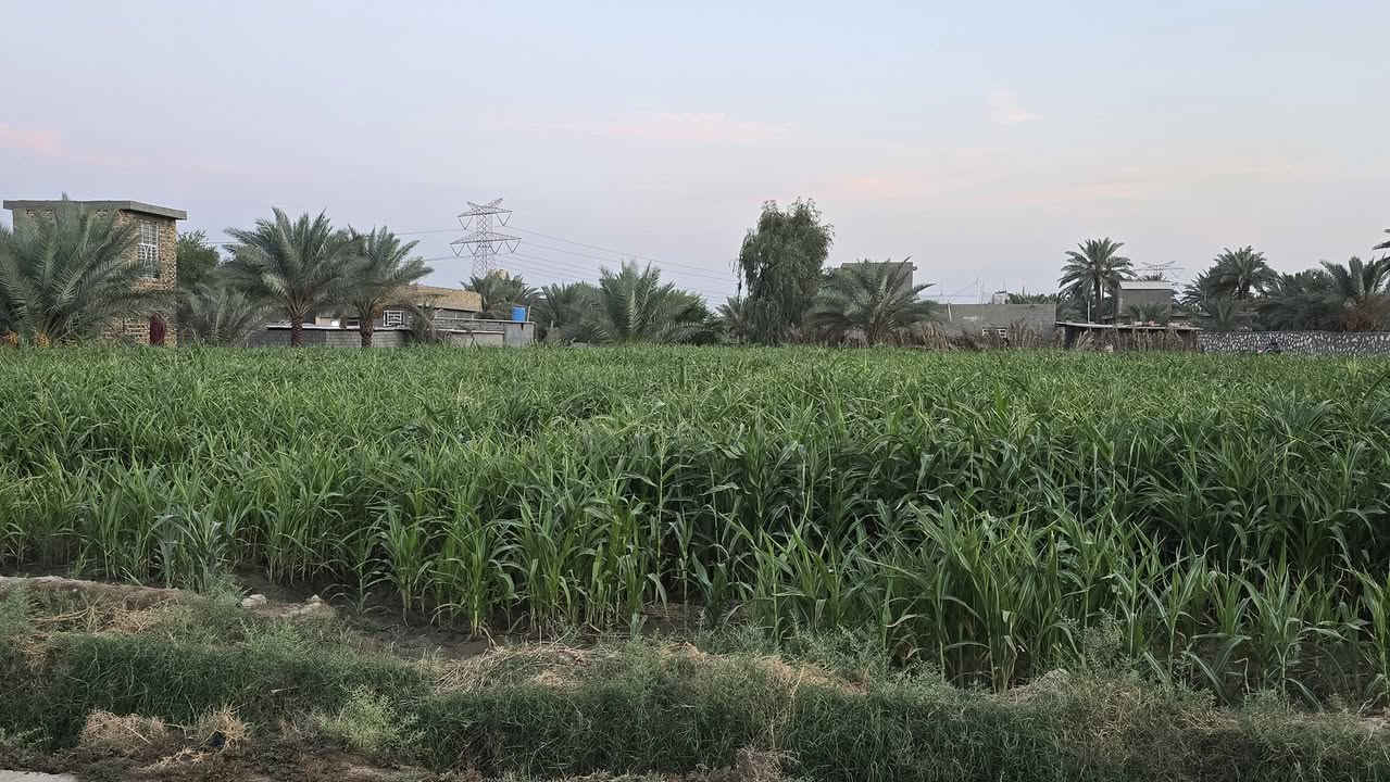 ٢٥دونم • طابو زراعي • منطقة السجاد