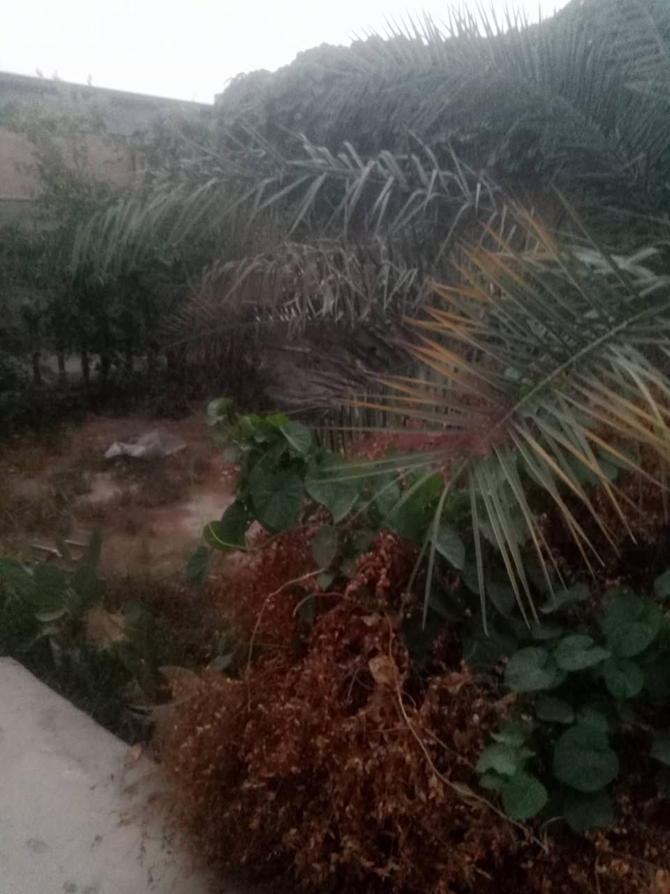 بيت للبيع • جسر ديالى القديم • حديقة كبيرة