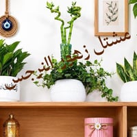 مشاتل زهور الندى • شتال نرجس • توصيل كل المحافظات
