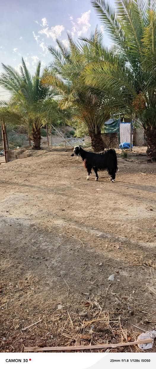 بسم الله ، متاح عنوز ٢ درجه أولى على كل عيب السوده عشار ٣ أشهر فحص سونار والبكعه حانيه المكان صلاح الدين العلم الشراي يتصل ويتدلل ***********

نص مكتوب في الصور:
- CAMON 30 23mm f/1.8 1/128s ISO50
- CAMON 30 • 23mm f/1.8 1/128s ISO50
