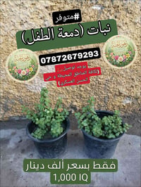 تتوفر مجموعة من النباتات الجميلة عند مشتل زهور الجنة، شوفو الجمال😍. ‏ ...