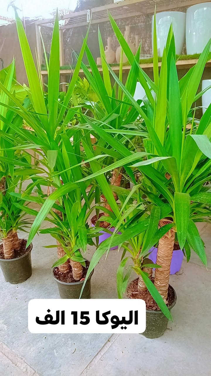 نباتات ظلية • اليوكا • دراسينيا