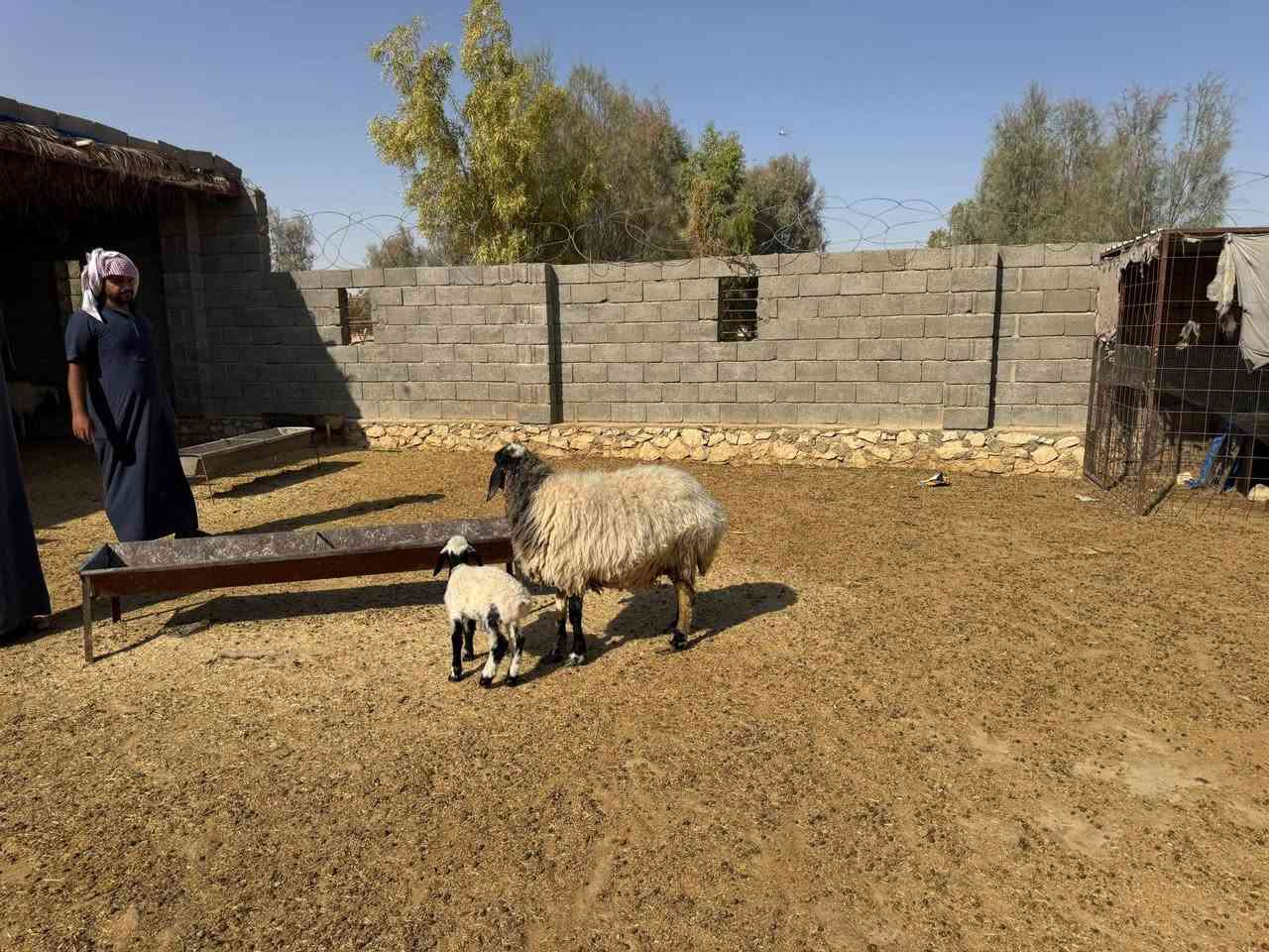 السلام عليكم
اخوان نعجه وراها خروف طابته طب من لحليب مكفوله من كل عيب سن وشطر نصاح فول صور سنونها بل منشور عدال وخشانه وحلاه سعرها ٦٦٥ وبيها مجال مكان حديثه *********** يوجد توصيل حسب لاتفاق
