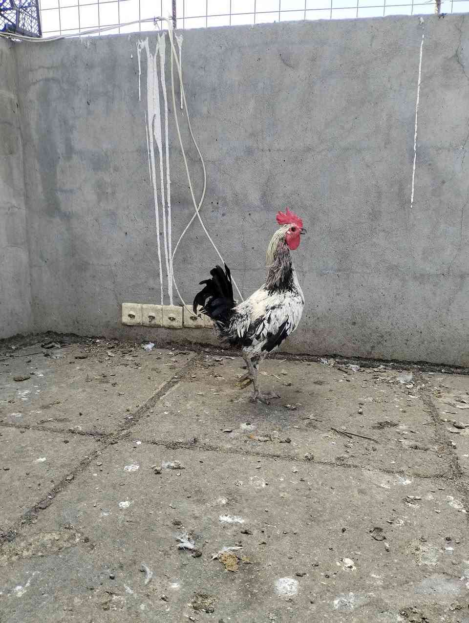ديوكه • للبيع