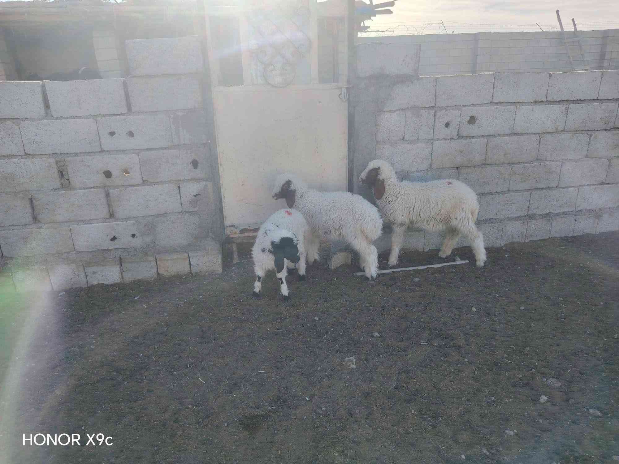 هونر X9c • للبيع • ٣ قطع