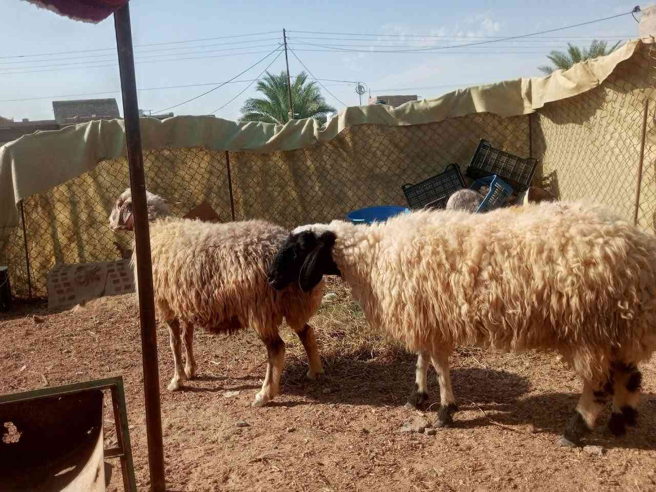 ثنايه عشر خشانه سن وشطر ونصاح على كل عيب  سعر،(مليون و100 الف) مكان بروانه حي الشرطه يوجد توصيل على شراي ***********
