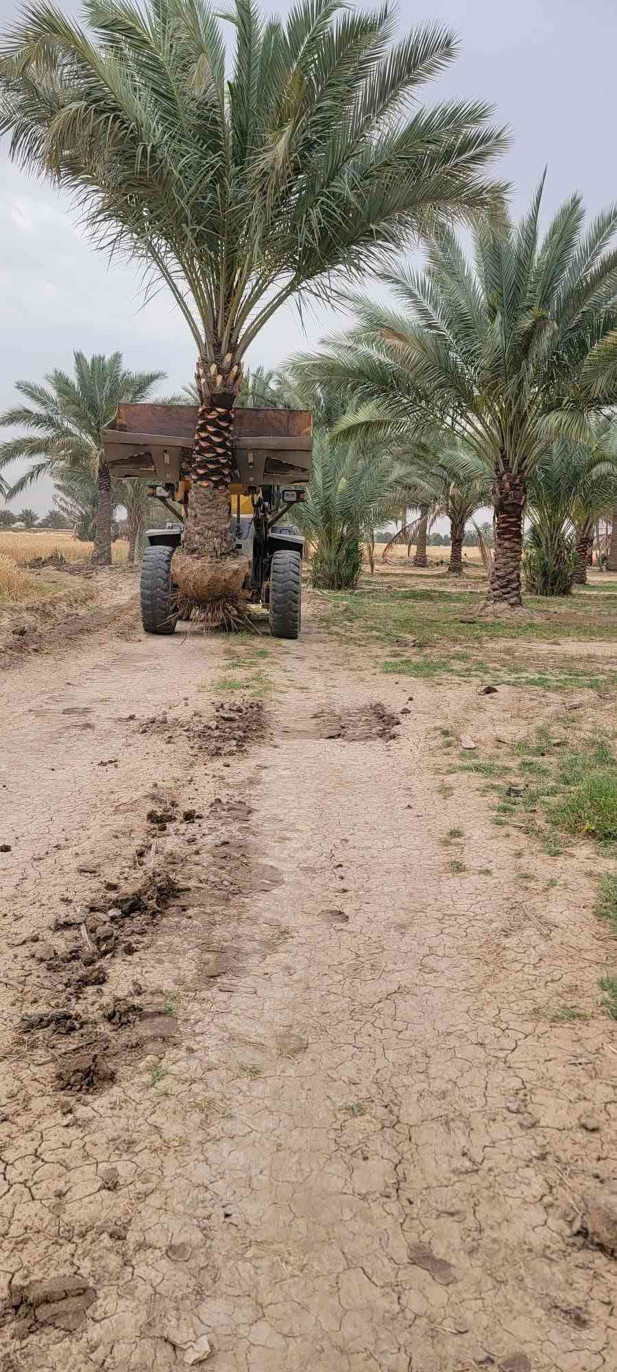 ((***********))
موسم خير وبركة عليكم وعلى امة محمد ( ص ) 
تتوفر لدينا الفسائل بكافة انواعها وصنوفها 
✅ برحــــي✅ خستـــاوي ✅ بريــــــم ✅ عمــران 
✅ تبــــرزل✅ مكــــــتوم  ✅ جمــالـي✅ اشرصي
✅ بربــــــن✅ حــمـراوي  ✅ شـــــكر  ✅شوثي اصفر

كل انواع الفسائل  امانة الله ورسولة خاص بالمزارع مالتنه 
متوفرة كافة الاحجام وحسب الطلب والنوع امهــات ذكـــــــور  
كذلك يوجد لدينا توصيل لكافة محافظات العراق مع ضمان 
الزراعة والادامة والتلقيح والاستشارة 
ضمان الثمرة وتلقيحها 100% وتوجد ادامة كاملة للفسيلة لمدة سنوات 
✅  مستعدين للتجهيز دوائر الدولة كافة 
✅ المشاتل وكافة المزارع الخاصة والعامة 
✅ البيع بالجملة والمفرد مع ضمان النقل والزراعة
للحجز والطلب والاستفسار مراسلة الصفحة او الاتصال على
