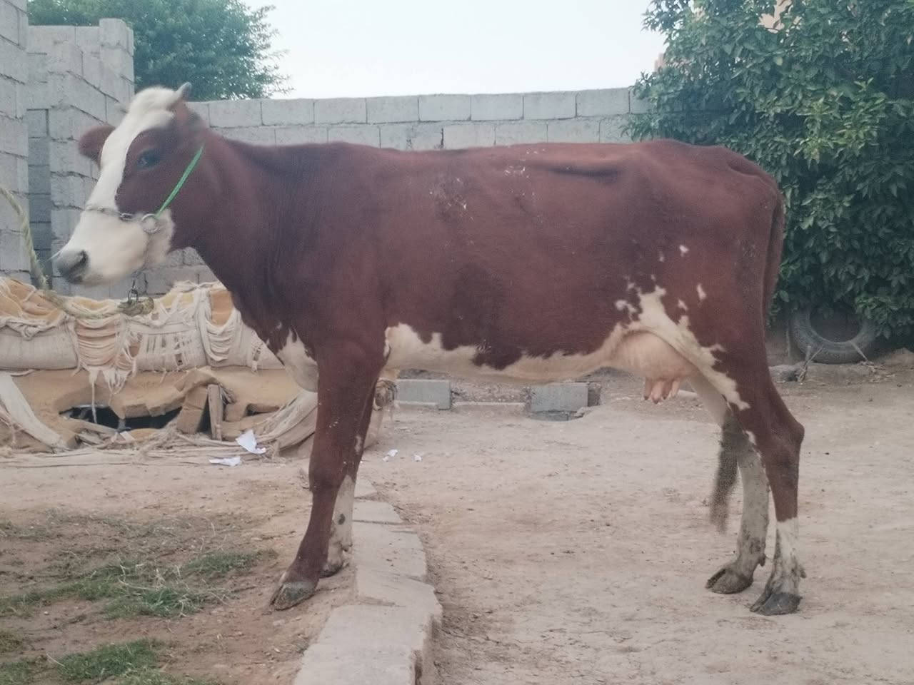 ناحية الزاب • شرط الحليب • شرط الدسامه