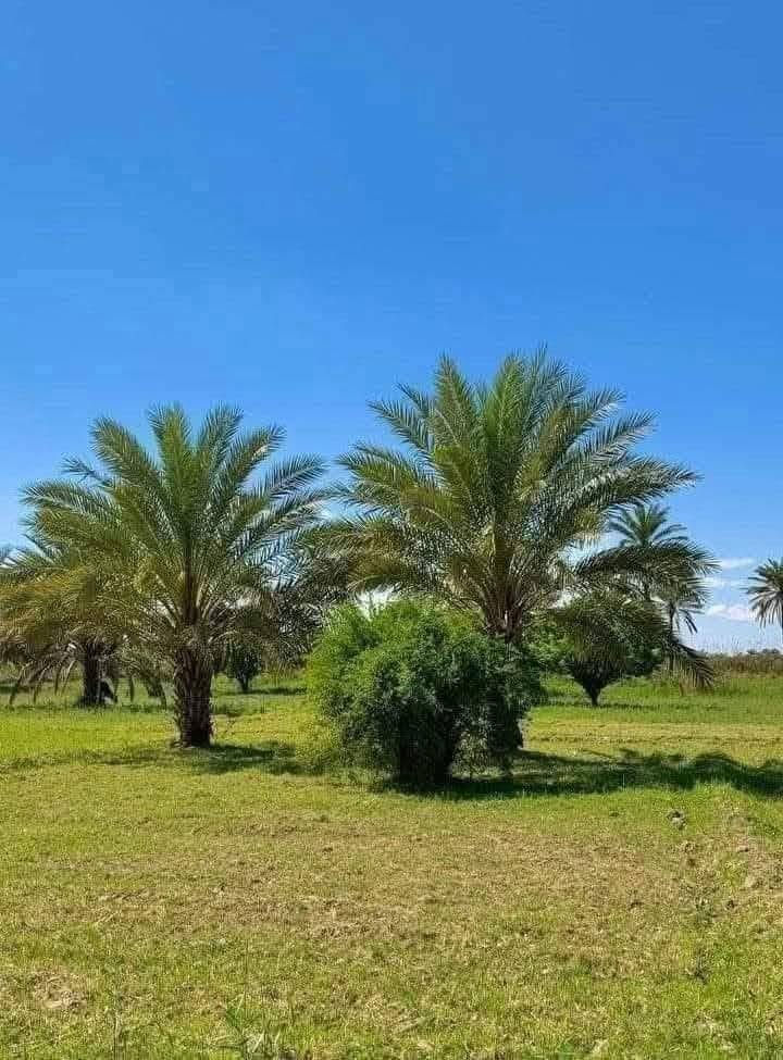دوانم جميله موقع جيد التاجي ذراع دجلة طابو سند 25 خدمات كاملة ماء اسالة وسقي وكهرباء وسوق مدارس منطقة ريف كلش حلوه الحياة هنا تختلف عيش برفاهيه                (اخذلك دونم 2500 متر او دونمين 5000 متر سعر الدونم 30  مليون )
رتب بيهة مزرعه عائليه ترتاح كلش البناء مسموح سوق مدارس كلش حلوه المنطقة وقريبه على بغداد 
اي استفسار بخصوص الدوانم على الرقم واتساب *********** واتساب
دوانم جميله موقع جيد التاجي ذراع دجلة طابو سند 25 خدمات كاملة ماء اسالة وسقي وكهرباء وسوق مدارس منطقة ريف كلش حلوه الحياة هنا تختلف عيش برفاهيه                (اخذلك دونم 2500 متر او دونمين 5000 متر سعر الدونم 30  مليون )
