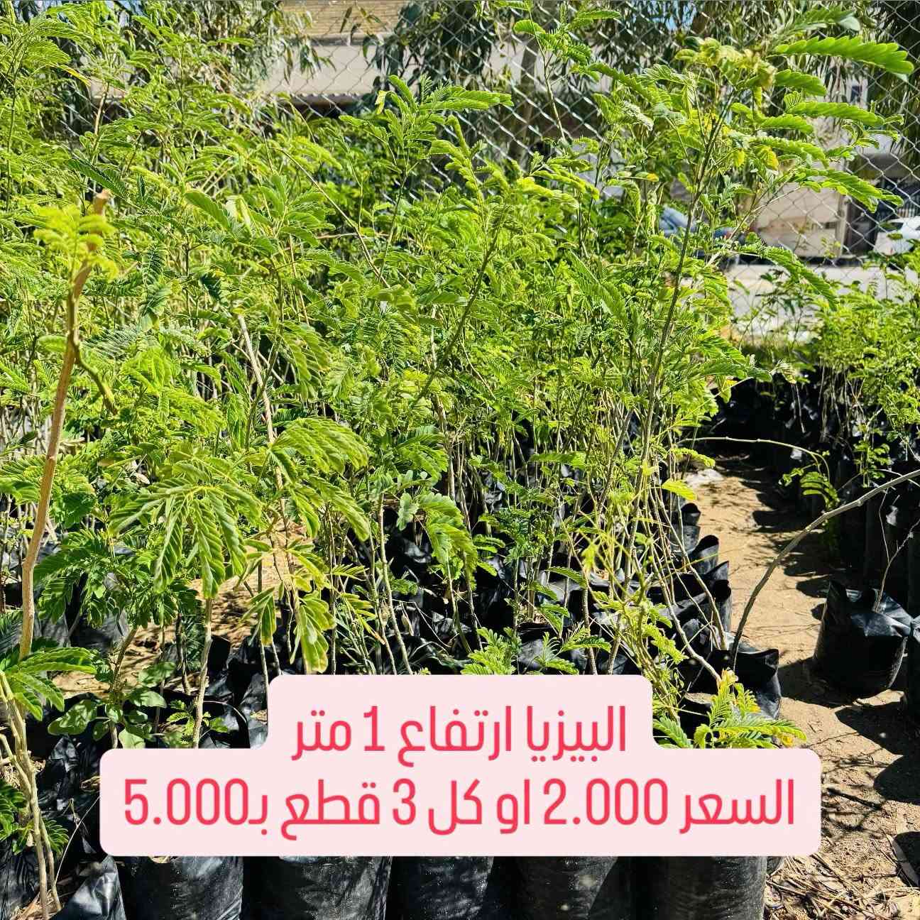 ⁨ ⁨ 🌳🌱 مشتل سما الربيع يطلق حملة مدعومة الأسعار لتشجير مدينتنا 🌱🌳

انطلاقاً من أهمية زيادة المساحات الخضراء وتشجيع أهل مدينتنا على الزراعة والتشجير، يطلق مشتل سما الربيع حملة بأسعار مدعومة ومخفضة على مجموعة من الأشجار والنباتات الخارجية، حتى نخلي الزراعة بمتناول الجميع 💚

قال رسول الله ﷺ:
«ما من مسلمٍ يغرس غرسًا، أو يزرع زرعًا، فيأكل منه طيرٌ أو إنسانٌ أو بهيمةٌ، إلا كان له به صدقة» 🌱

🌳 الأسعار تبدأ من 1,000 دينار فقط:

🌿 ألبيزيا ارتفاع 80 سم تقريباً — 1,000 د.ع فقط
🌿 ألبيزيا ارتفاع 1 متر — 2,000 د.ع أو 3 بـ5,000
🌿 ألبيزيا ارتفاع 1.5 متر — 3,000 د.ع أو 4 بـ10,000
🌳 ألبيزيا ارتفاع 2 متر — 4,000 د.ع
🌸 دفلة وردي / أبيض / أصفر — 3,000 د.ع
🌺 ختم السحل ارتفاع 120 سم — 2,500 د.ع
🌿 أكاسيا أفريقي — 3,500 د.ع
🌿 أكاسيا مصري حمراء — 3,500 د.ع
🌱 كابرس ارتفاع 1 متر — 3,000 د.ع أو قطعتين بـ5,000

💚 هدفنا مو بس نبيع نبتة… هدفنا نشوف مدينتنا أكثر خضرة وجمالاً.
ازرع أمام بيتك، بحديقتك، بمزرعتك أو بأي مساحة مناسبة، وخلي لكل واحد من عدنا مساهمة صغيرة بتشجير مدينتنا. 🌳

🔥 الأسعار مدعومة ضمن الحملة والكميات محدودة، سارع قبل نفاذ الكمية.
📞 ***********
📍 مشتل سما الربيع
الأنبار – الفلوجة – شارع 40 – فرع مرطبات البطريق أو مخبز الحجي
🚚 التوصيل متوفر لجميع محافظات العراق

#مشتل_سما_الربيع #حملة_تشجير #أشجار #نباتات #اشجار⁩

نص مكتوب في الصور:
- البيزيا ارتفاع 80 سم تقريبا
- السعر 1.000
- البيزيا ارتفاع 1 متر
- السعر 2.000 او كل 3 قطع بـ 5.000
- البیزیا ارتفاع 1 متر ونصف السعر 3.000 او كل 4 قطع ب10.000
- البيزيا ارتفاع 2 متر
- السعر 4.000
- دفلة لون وردي وابيض واصفر
- السعر 3.000
