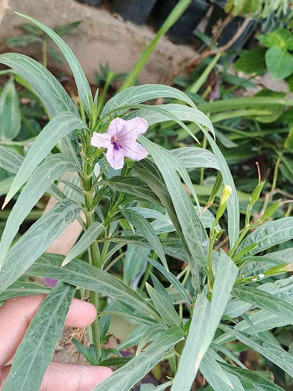 نبات ( بتونيا الصحراء) نبات من النباتات الشمسية 🌿 

☀️ الإضاءة والشمس يفضل النبات أشعة الشمس المباشرة إلى الظل الجزئي.كلما تعرض النبات لشمس أطول (من 4 إلى 6 ساعات يومياً) كلما كان إزهاره أغزر وأقوى.

🌿 طبيعة النبات نبات معمر دائم الخضرة يتميز بأوراقه الرمحية الطويلة ذات اللون الأخضر الداكن.

أزهاره بوقية الشكل تظهر بألوان متعددة أشهرها البنفسجي، الوردي (كما في الصورة).

زهرة الرويليا تتفتح وتدوم ليوم واحد فقط، لكن النبات ينتج براعم جديدة بغزارة ويستمر في الإزهار طوال فترات الدفء والصيف. 

السعر:2,000 دينار عراقي 🇮🇶 

توصيل لكافة انحاء المجمع والعامرية 🚗 

للطلب والاستفسار ⬅️ خاص 

واتساب ⬅️ ***********
