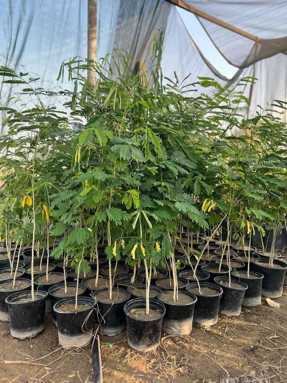 على بركة الله
لاصحاب. التشجير. لاصحاب المزارع عرض خاص.  لفتره محدوده البيزا لبخ سندان سعر الشتله 3الاف دينار. فقط. سارع بلحجز. الكميه محدوده 

كنعان مجاور محطه ازاد. يوجد توصيل. داخل كنعان وبعقوبة 

***********

***********
