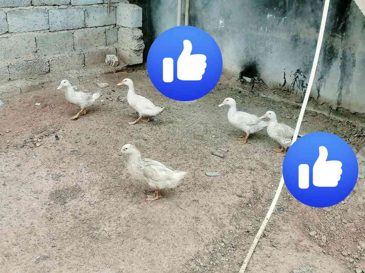 نضاف بيت • عدد ٨
