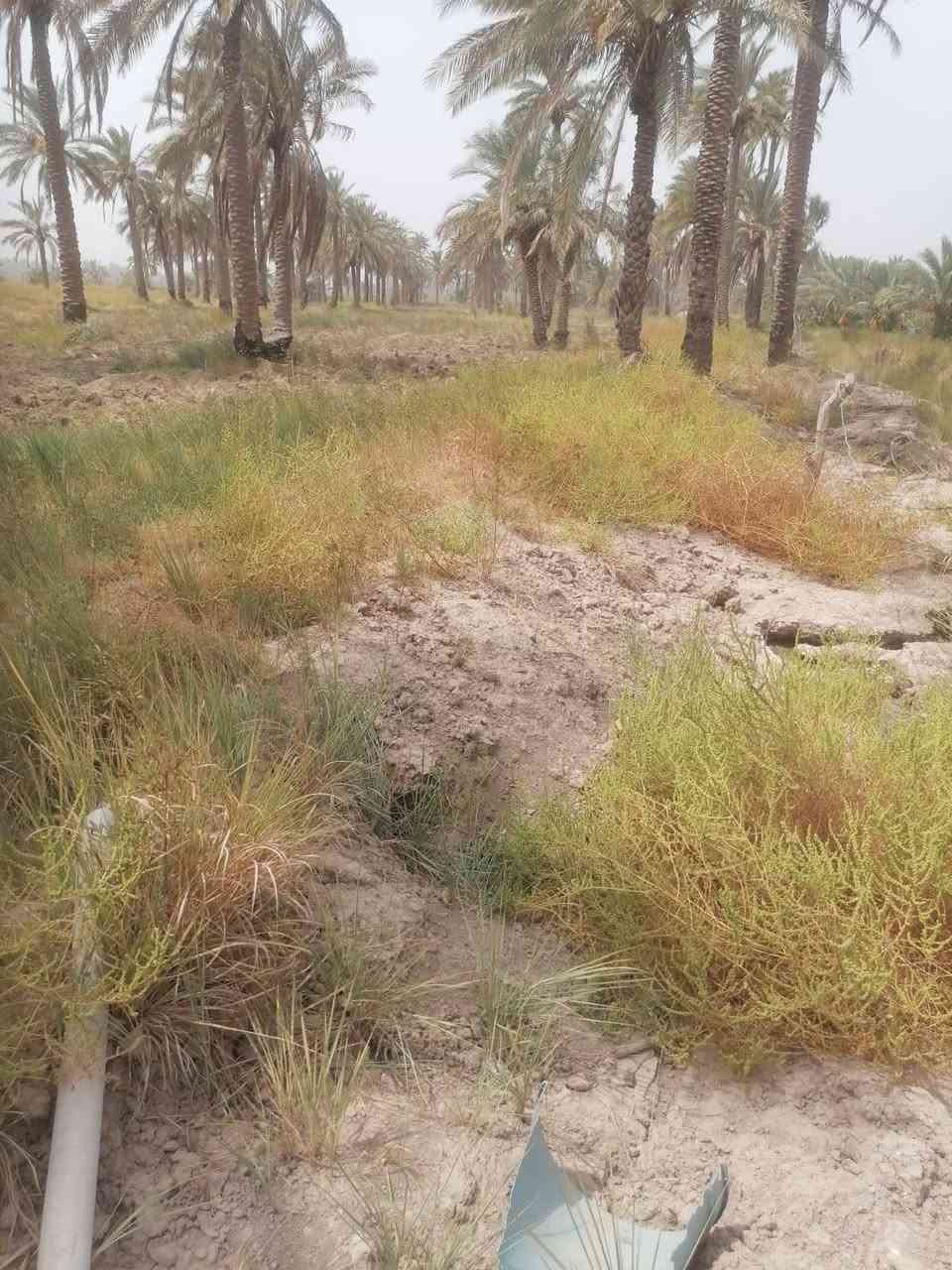 بستان بمساحه 5دونم سند 25 زراعي

كافة الخدمات متوفره ماء وكهرباء شارعها تبليط ومسافه ترابي تبعد عن شارع السياحي كيلو ونص بيها نخل حمال وكرفون 

للاستفسار 
***********
***********

📍 الموقع حله سياحي دولاب
