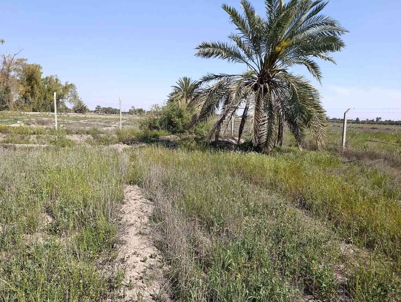 متوفر 3 دونم وربع 
مقاطعه 3/جويبه  مجاور محطه  البوعسل 
عقد 35  تنازل مباشر 
سياج بي ار سي  داير كامل ماء وكهرباء ونخل بيها22 نخله 
  عرضها 43 م ونزال 207 م للبيع 
الاستفسار
  *********** واتساب 
*********** واتساب
