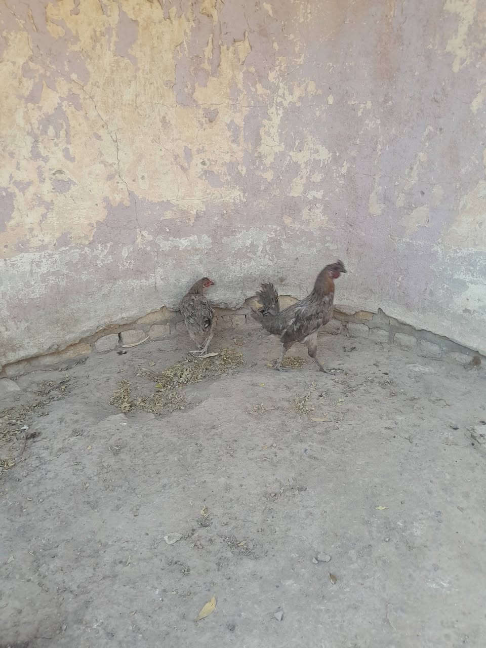 النجف • دجاج للبيع