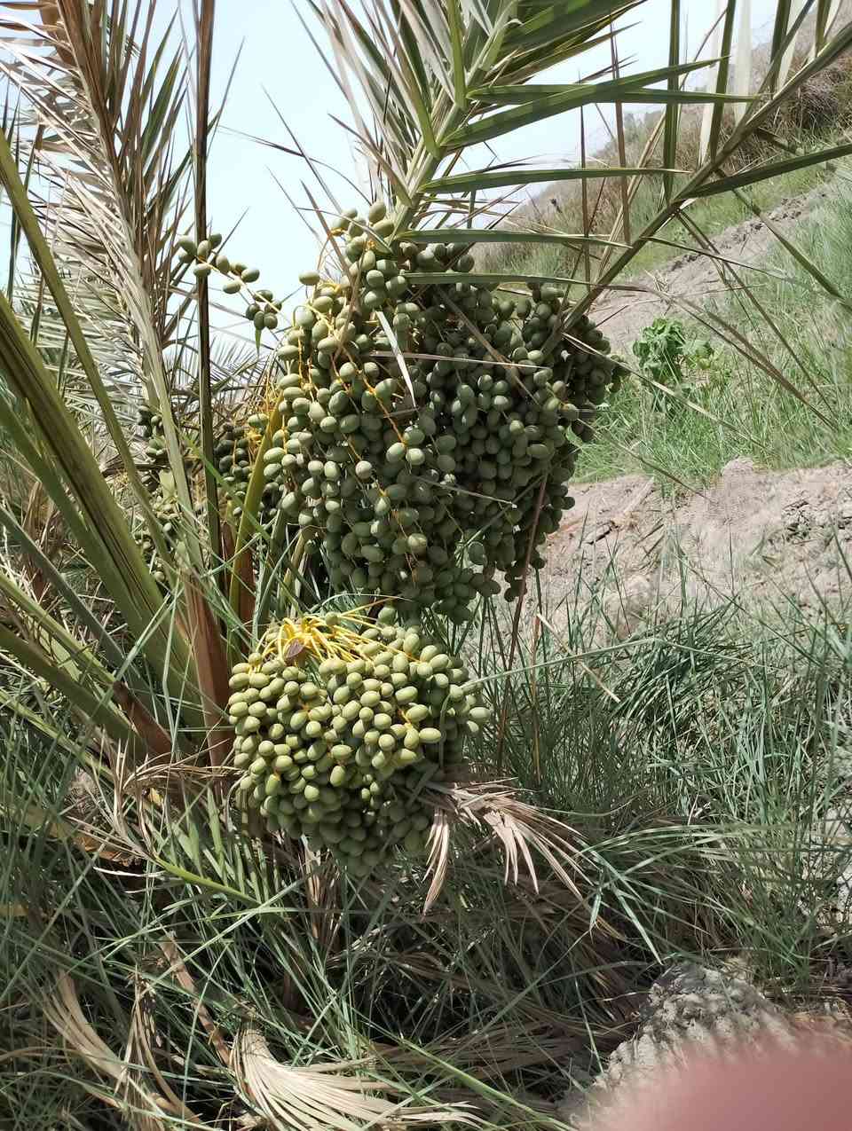 موجود بستان دونمين ونص بيه بيت ومسبح واستقبال واصل البناء للسقف مسيجه بالكامل و متوفره كافة الخدمات كهرباء وماء اساله وماء بير وماء نهر العنوان ذي قار سوق الشيوخ قبل سيطرة ام العباس مقابل مدرسة الشريف الرضي نزلت ال وشاح للاستفسار الاتصال على الرقم بيه واتساب ***********
