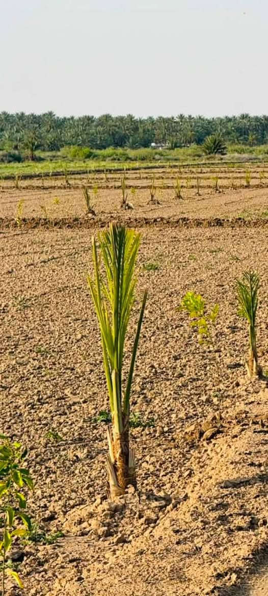 10دونم سند 25 يبعدن عن الشارع 100متر طريق الزوار  مقابيل الجوز و10ثانيه بصفهة لزك هنه ثنينهن الشخص واحد عشرة بستنه جديد  والي مابستنه هم اله مي اساله كهرباء موجود بيهة الصويره سعر دونم 20 للاستفسار على رقم ***********
