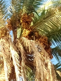 نخل • ٢٥نخله • صوره قبل ٢٠يوم