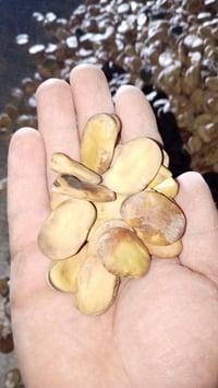 بذور باجلة قبرصية • ١٠٠ كيلو • درجة أولى