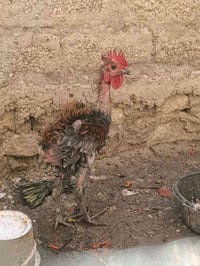 ديج مال السنة • للبيع