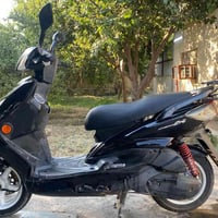 سكنس فحل • نوزل