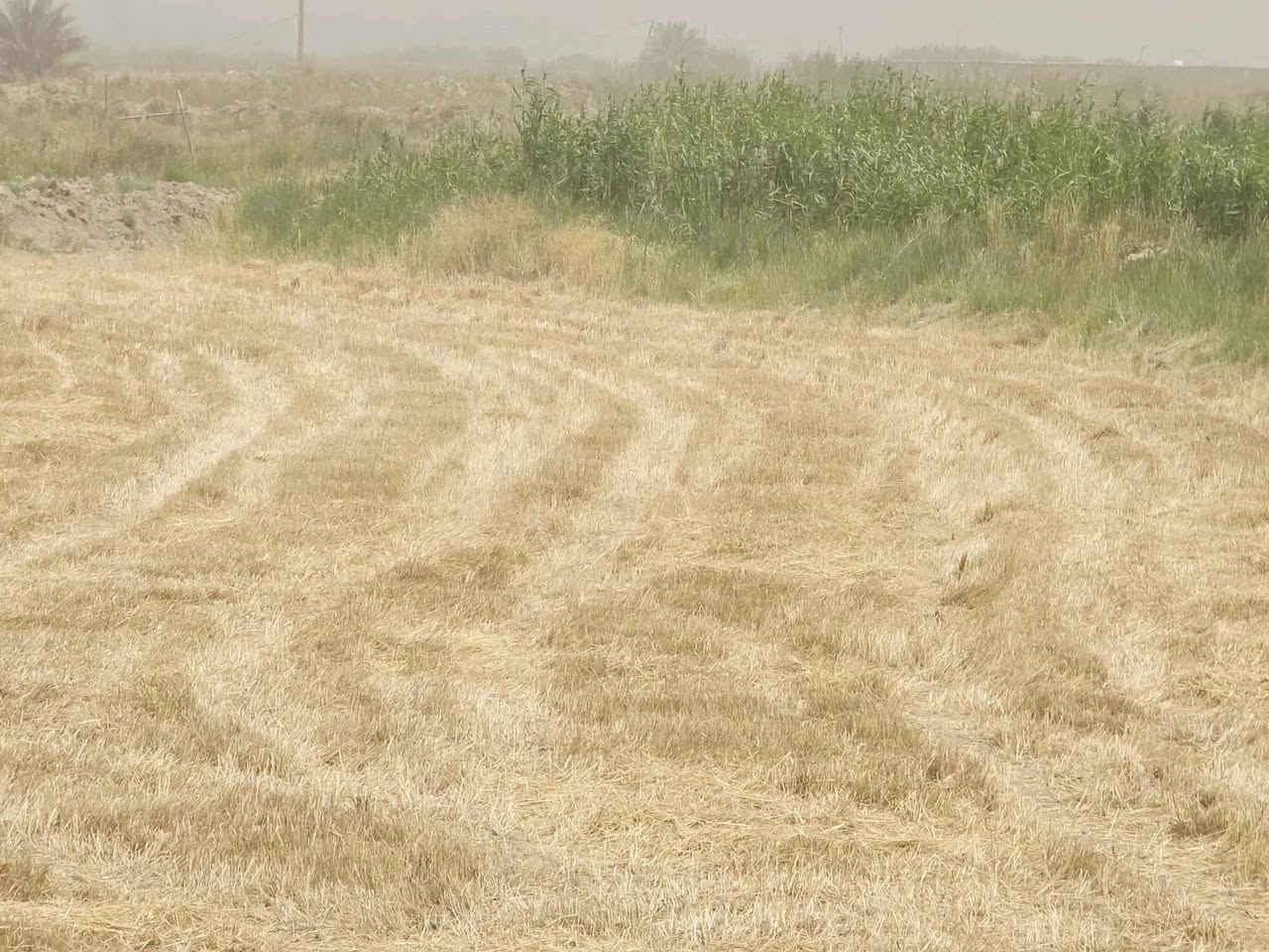 ارض زراعي طابو زراعي صرف مداور ٢يوم ٦دونم عل سياحي شارع مستوصف ٥٠٠متر عن شارع عام متوفرقم كافة خدمات سعر الدونم ٣٣مليون معه المجال ***********وتساب اتصال عنواني الكوفه شارع سياحي قرب سيطرة معمل سمنت كوفه جهة سياحي
