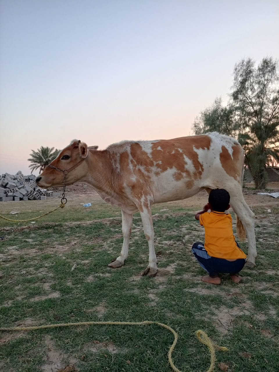 اللهم صلي على محمد وآل محمد 
للبيع لجابالعدد2  فريزيهات درجة اولى 
 مكفولات ومشروطات شرط جني
 وصحاه ونصاحه امهات ثاني بطن 
#سعرالزوج2550وبيهن مجال المكان بابل 
***********  بي واتساب  @إشارة
