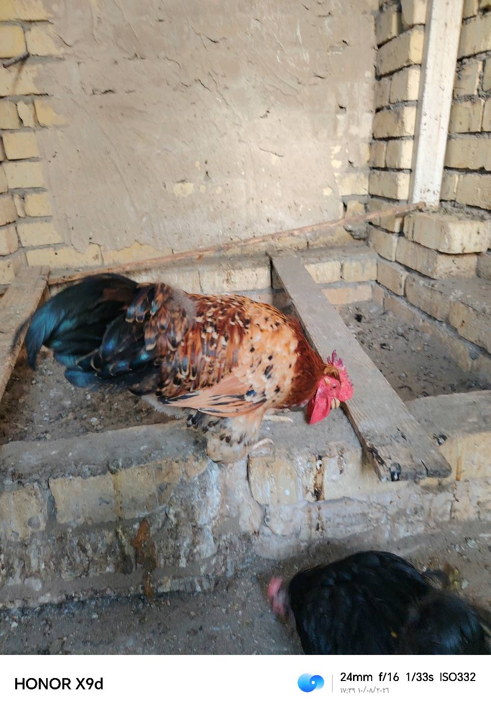ديج كوجن • عمر أقل من سنة • بغداد الامين الثانيه