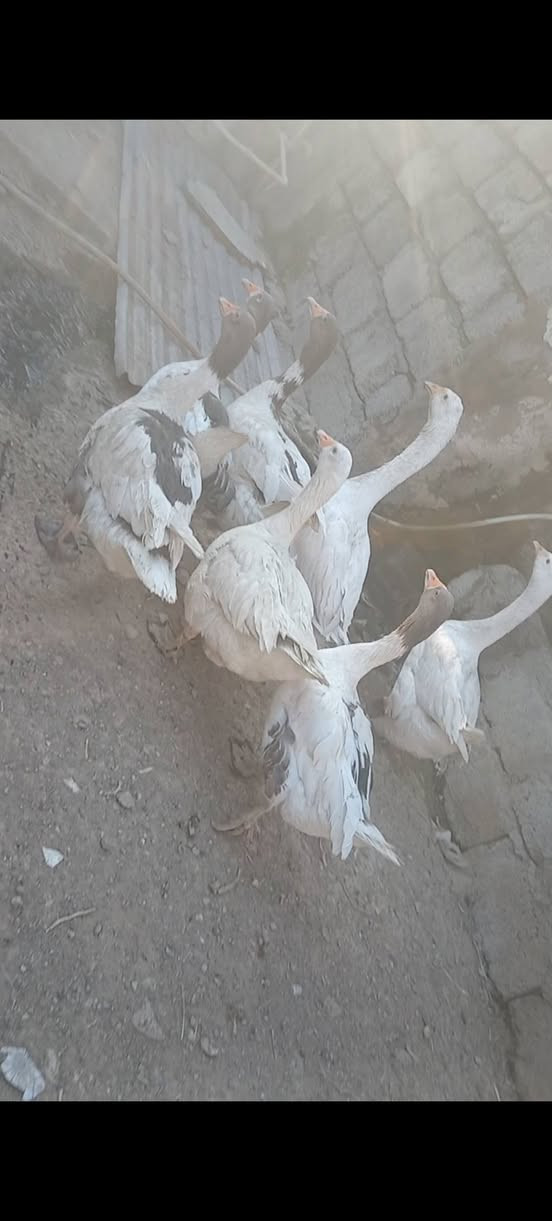 غازات • سهل نينوى