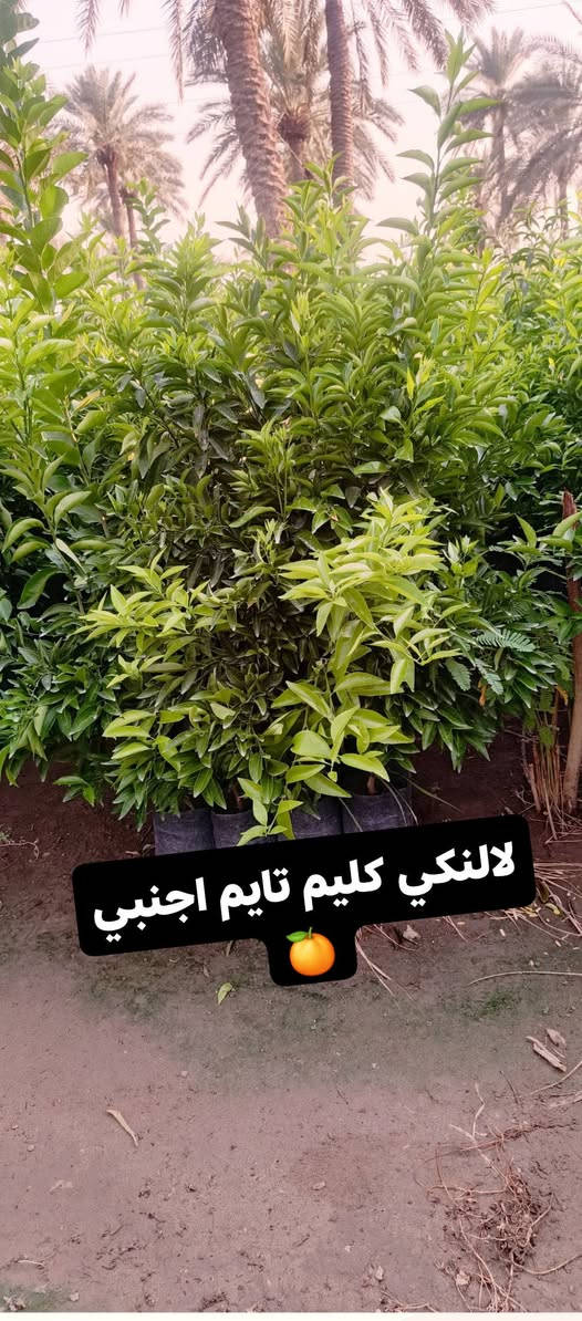 سلام عليكم ورحمة الله وبركاتة 
🌲من مشاتل الحاج حامد🌲 
🍋🍊تم تجهيز جميع اصناف الحمضيات🍋🍊 
🌱🌲كيس وسندان وبمختلف الاحجام🌳🌴
 ☎️للاستفسار مراسلة الصفحة أو الاتصال على الرقم☎️ التالي ***********📞

نص مكتوب في الصور:
- لالنكي عراقي
- نومي حامض عراقي
- لالنكي كليم تايم اجنبي
- لالنكي دبل سوبر
- طرنج عراقي 🍊