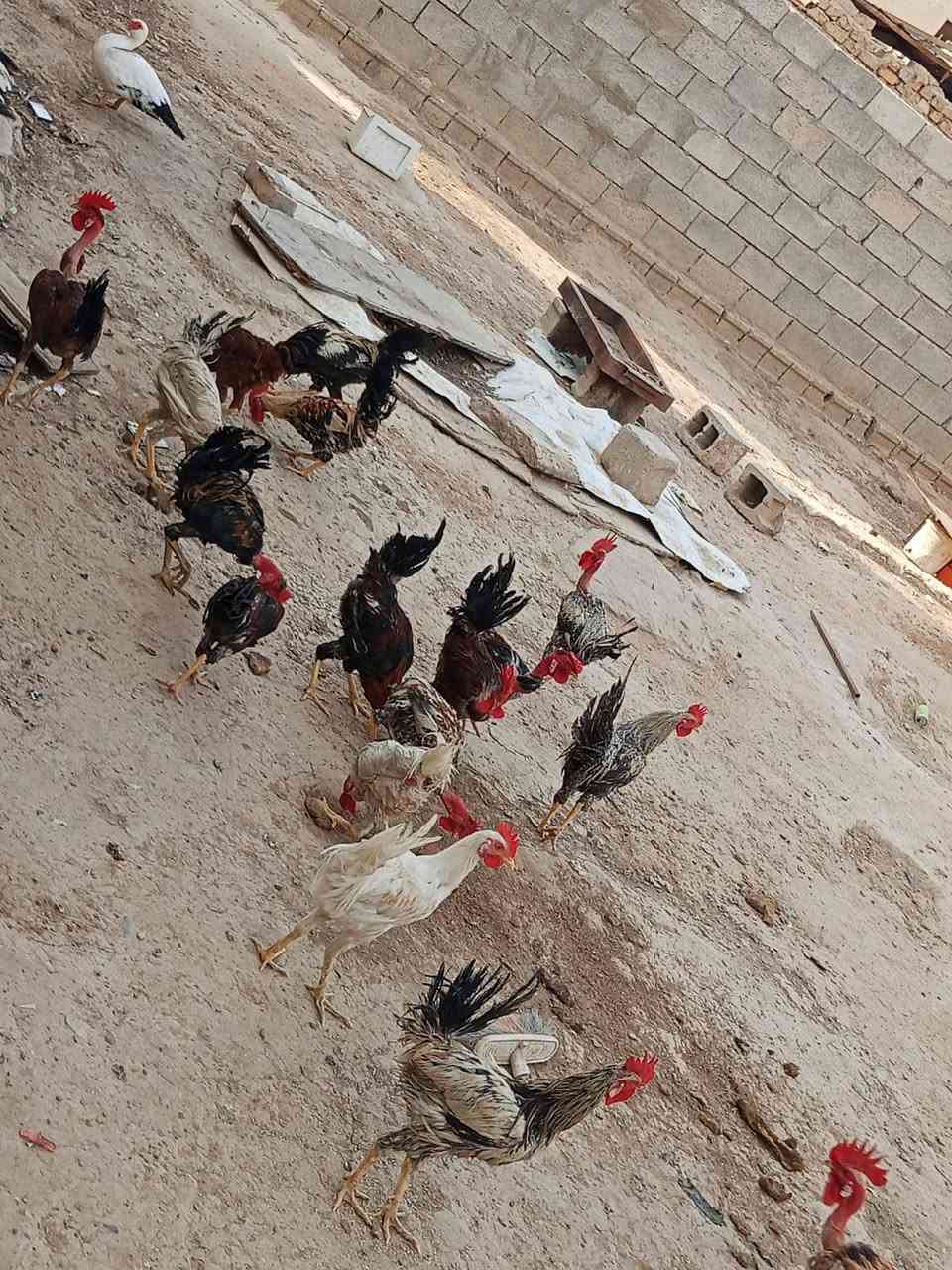 ديوكه • مودلي • صلاح الدين قضاء الدور