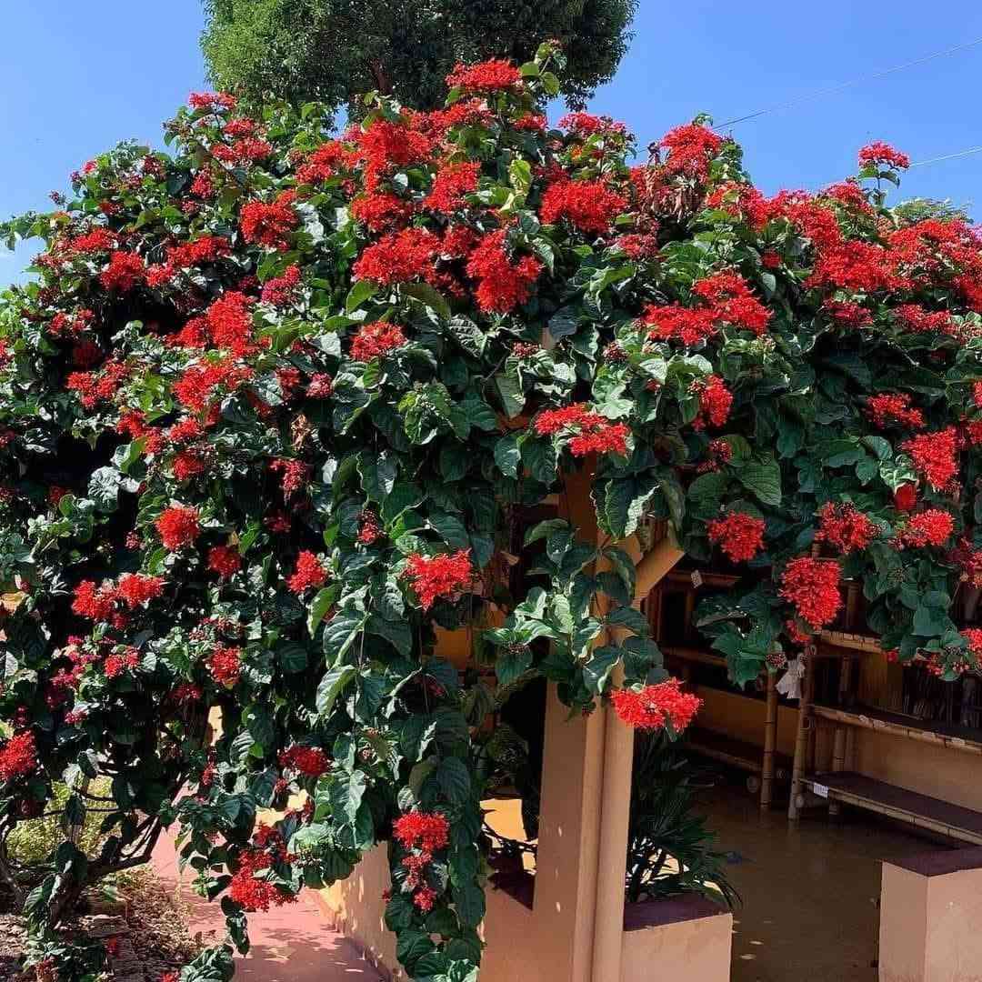 طربوش الملك • متسلق دائم الخضرة • ١٫٢٠م