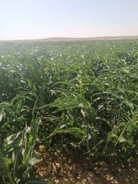 گاع ذره • ٤٨ دونم • طاقه شمسية