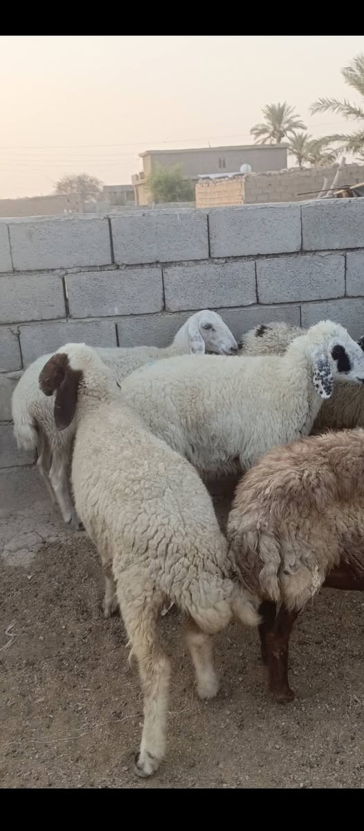 بسم الله ما شاء الله متاح للبيع  العدد 4 حلال درجه اولى كله على اول بطن وثاني بطن وين اللي يدور درجه اولى عشر فوق الثلاث اشهر خير من الله وين الجنه  عمي حلال خير من الله مكانه بغداد المشاهده قرب التاجي السعر خاص وين الجنه  عمي اللي تدور اصايل وحلوه (‪***********
