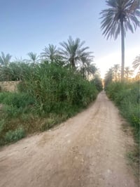 ٦ دونمات • حصة ٢٢٨٧م • الفارس صلاح الدين