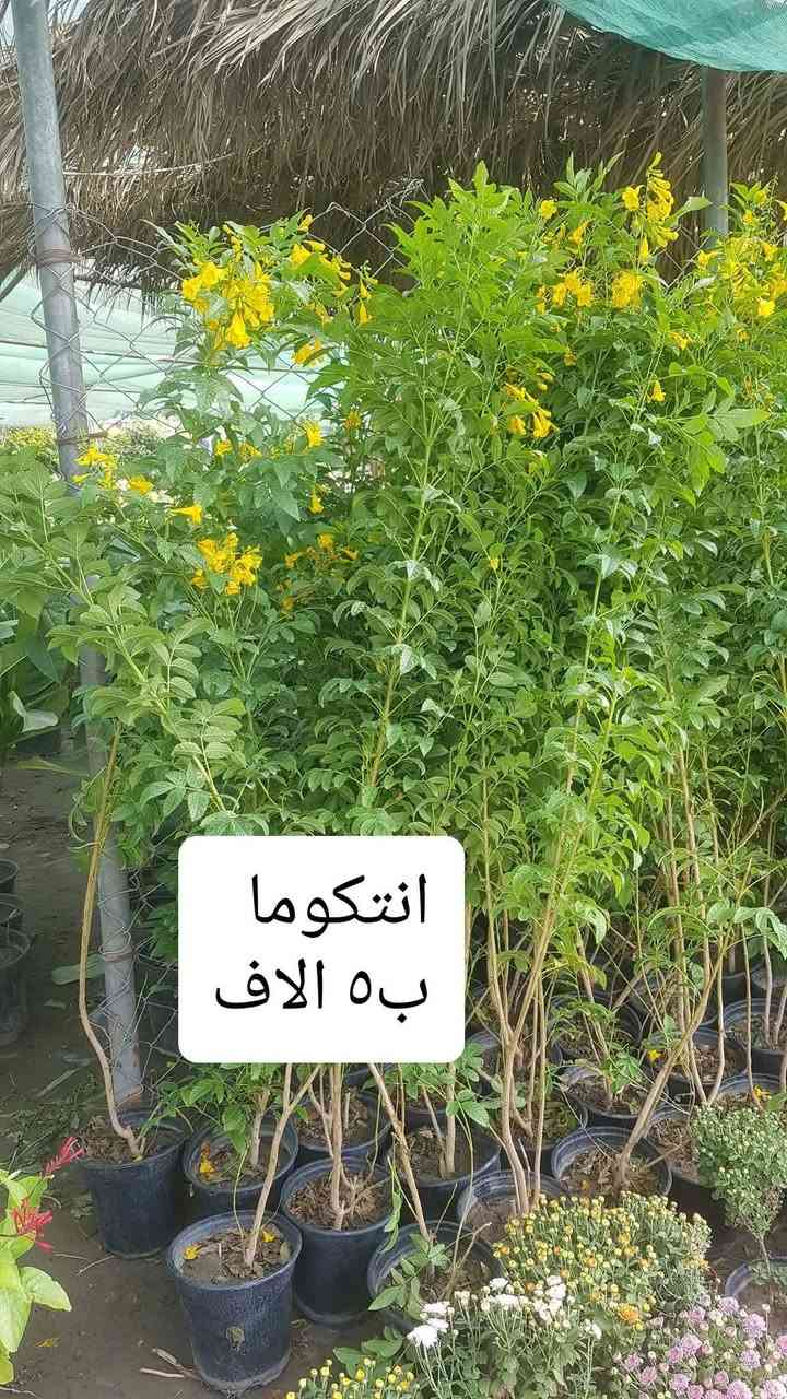 نباتات خارجية • اسعار مناسبة • توصيل لكل المحافظات