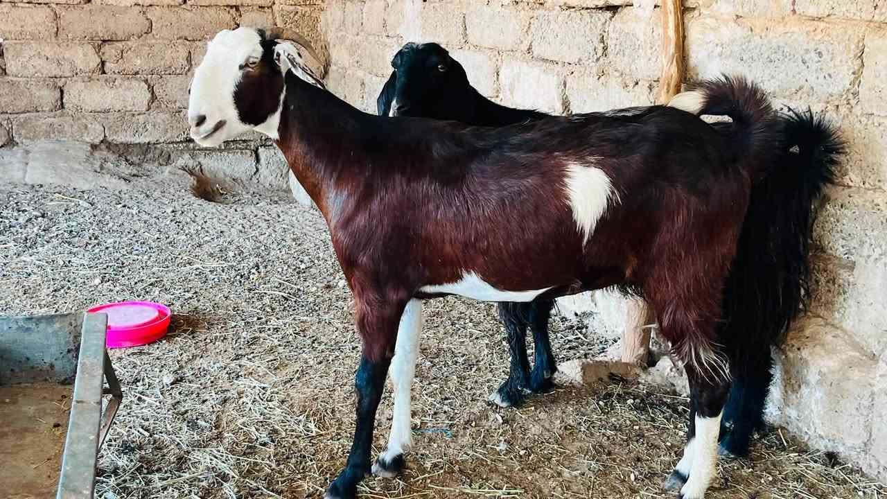 زوج اعنوز خشنات محنيات
السعر 540 وبيهن مجال
المكان العلم سمره
***********

