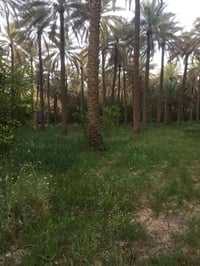 ٦ دونم • دار الحسينية الصلاميه • ٥٠م شارع