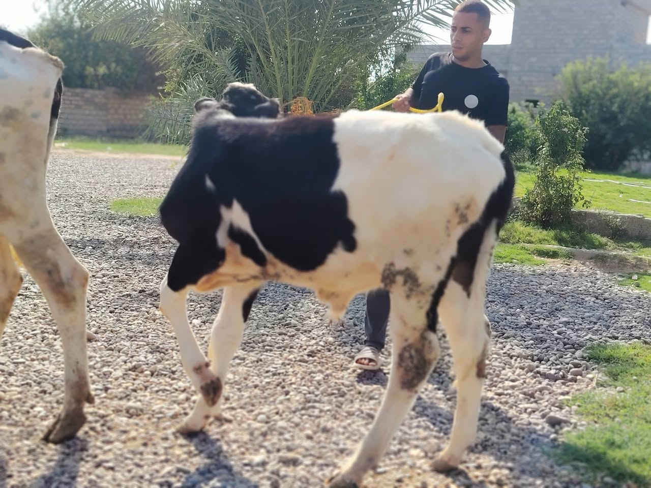 اللهم صلي على محمد وآل محمد 🌺
بقره والده ورها حولي زراعي بكدها بيها صراف شهر ونص حليب خير من الله وشرط الدسامه مكفله على كل عيب كافت شروط الجني للاستفسار الاتصال على الرقم 
*********** ملاحضه يرهم مراوس بحلال العنوان الشرقاط قرية سديره سفلى
