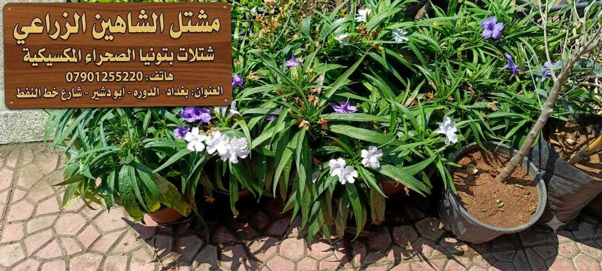 🌿 استقبلوا الموسم الخريفي بحلّة خضراء جديدة من مشتل الشاهين الزراعي! 🍂🪴
مع انطلاق موسم الزراعة والتشجير، نعلن عن توفر تشكيلة واسعة وشاملة من أرقى وأجود أصناف الأشجار والنباتات التي تلبي تطلعات عشاق الزراعة وأصحاب الحدائق والبساتين:
🌳 قسم الأشجار والشتلات:
 * أشجار ظل وزينة: لمسات جمالية وظلال وارفة لحديقتكم.
 * أشجار مثمرة: أصناف منتجة وموثوقة بعناية فائقة.
 * أشجار استوائية ونادرة: خيارات مميزة تزيد حديقتك تفرداً.
🌿 قسم النباتات والمتسلقات:
 * نباتات داخلية: لإضفاء الحيوية والأناقة داخل المنازل والمكاتب.
 * متسلقات ونباتات زينة خارجية: سياج أخضر وإزهار مميز طوال الموسم.
 * نباتات عطرية وطبية: انتعاش طبيعي وفوائد صحية في متناول يدك.
🚚 خدمة التوصيل: متوفرة وسريعة مباشرة إلى باب البيت أو المزرعة.
📍 الموقع: بغداد – الدورة – أبو دشير – شارع خط النفط
📞 للحجز والاستفسار: ***********
أهلاً وسهلاً بكم، ونتشرف بزيارتكم!
