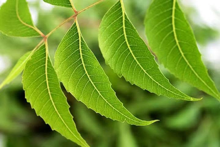 السلام عليكم ورحمة الله وبركاته 🌷
🌿 من مشتل أوركيد الخضراء نشارككم اليوم واحدة من أجمل الأشجار وأكثرها فائدة: شجرة النِّيم 💚

🌿 شجرة النِّيم… خضرة وجمال وفائدة بحديقة بيتك وبأرتفاع اقل المتر تقريبا بسعر 9 الف دينار 
وتعتبر من الأشجار المتحمله للظروف الجوية القاسيه و الطاردة لمختلف أنواع الحشرات
🚛 يتوفر لدينا خدمه توصيل لجميع محافظات العراق 

🏡العنوان بابل /المحاويل 
 🌸 للحجز والاستفسار يرجى مراسله الصفحه
📞واتساب ***********

نص مكتوب في الصور:
- شجرة النيم الإدارة العامة للصيدلة إدارة النباتات الطبية والعطرية وزارة الصحة - ولاية الخرطوم هي شجرة واسعة الأوراق يمكن أن يصل ارتفاعها إلى ٣٠ متر، يستخدم كل من اللحاء والأوراق والبذور وأحياناً يتم استخدام الجذر والزهرة والفاكهة أيضاً الاستخدامات الطبية: له خصائص مضادة للإلتهابات وخافض للحرارة كما لها تأثير طارد للديدان الاستخدامات غير المؤكدة: يستخدم في الأمراض الإلتهابية والحمى (بما في ذلك الملاريا على الرغم من أنها غير مؤكدة ). تُستخدم لإصابة بالديدان ، وعسر الهضم . تفاعل الأدوية: قد يقلل من مستويات الجلوكوز في الدم وبالتالي يجب استخدامه بحذر في مرضى السكري المعتمدون على الأنسولين أو المرضى الذين يتناولون الأدوية المضادة لفرط سكر الدم عن طريق الفم الجرعة: ١-٣ جرام من بدرة الأوراق المجففة ٢-٤ جرام من بدرة لحاء الأوراق مع تحيات إدارة النباتات الطبية والعطرية - الإدارة العامة للصيدلة وزارة الصحة ولاية الخرطوم