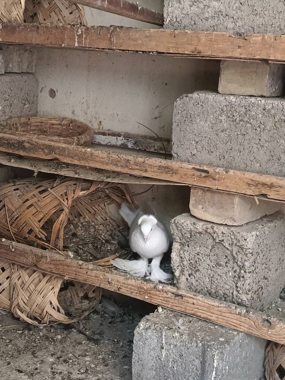 زوج • ١٥ • بغداد نهروان