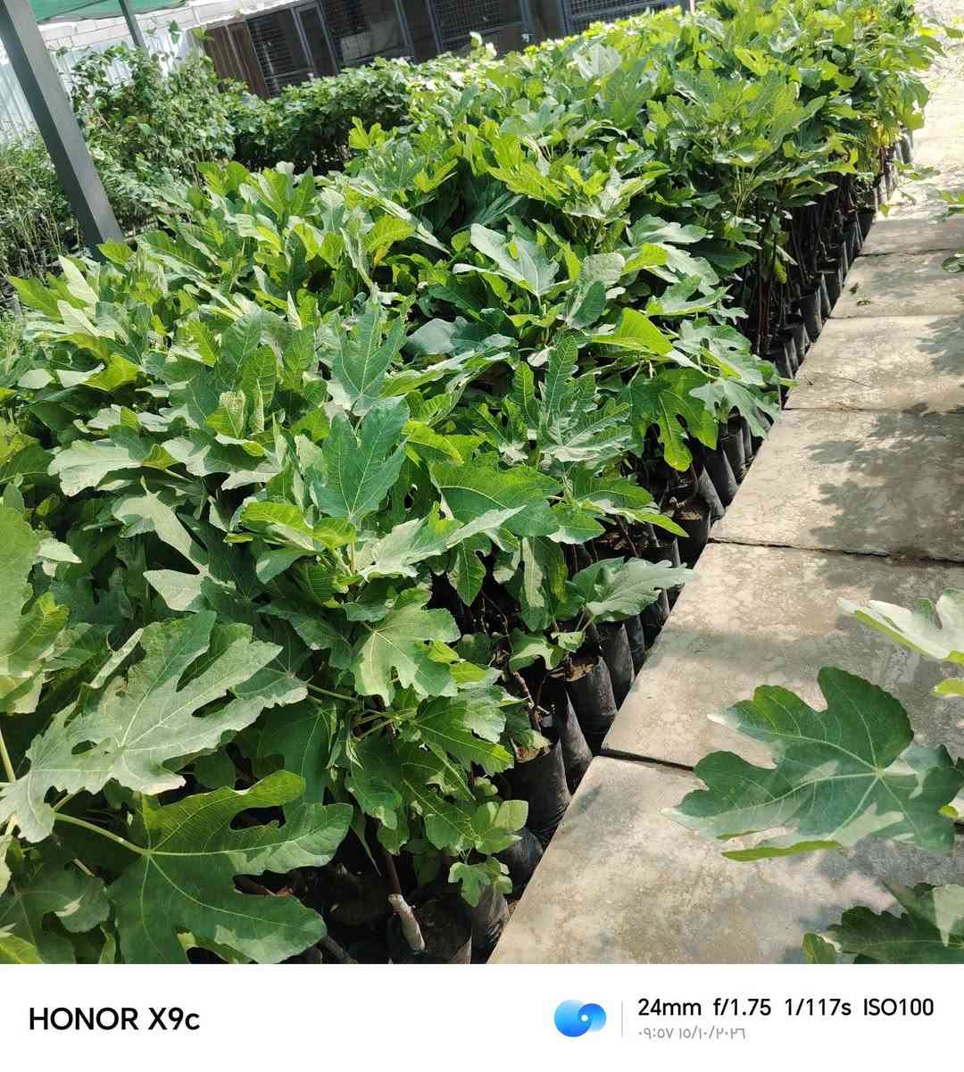 نباتات • عروض الجمعة • الخالدية