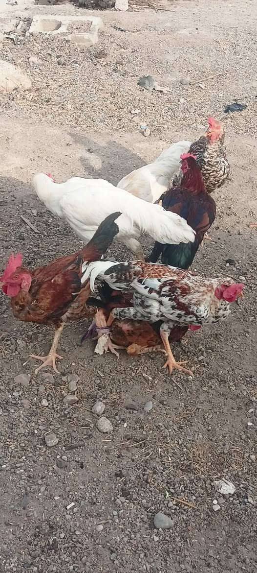 ديوكة عرب • فراريج شيش • قضاء الحويجة