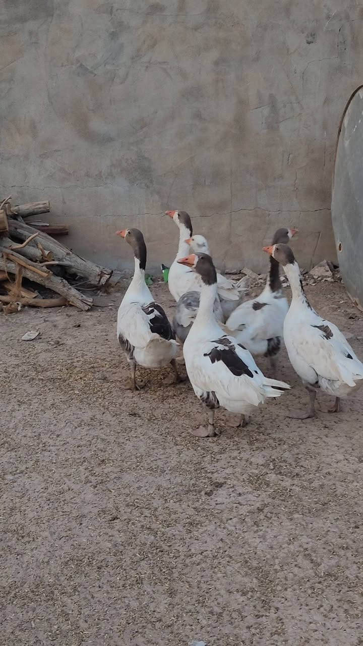 بلاوات • زوج • للبيع